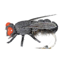 Mouche MDC MOUCHE DE MAISON