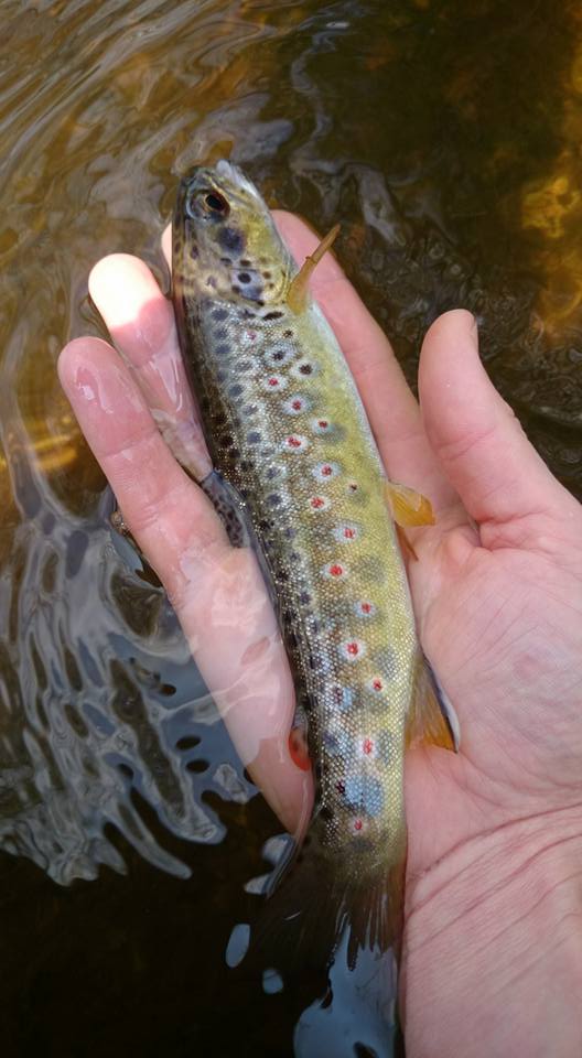 Même si elles sont de petiotes tailles, les farios rencontrées dans les ruisseaux sont de vraies sauvages.