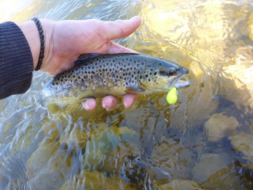 Les petits cranckbaits sont des leurres redoutables pour pêcher les radiers.