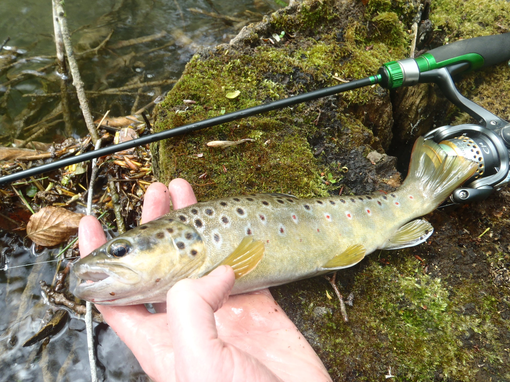 Une canne de 6 pieds max et un moulinet en taille 2000 sont l'idéal pour pêcher la truite dans les petits milieux