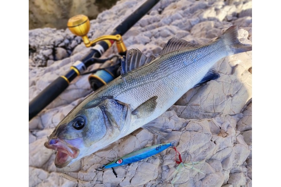 NOS CONSEILS - Les bons critères pour choisir sa canne à pêche