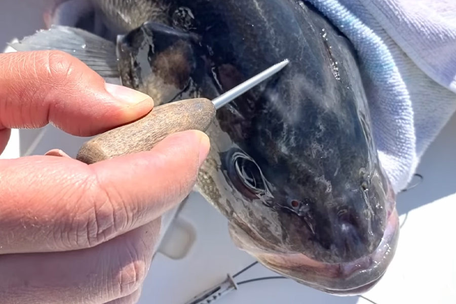 NOS TUTOS - La Methodes Ikejimé Pour Sublimer Le Goût De Vos Poissons