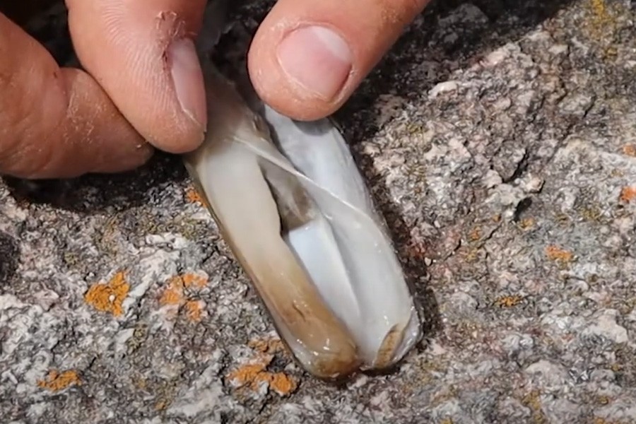 NOS TUTOS - Eschage de couteaux