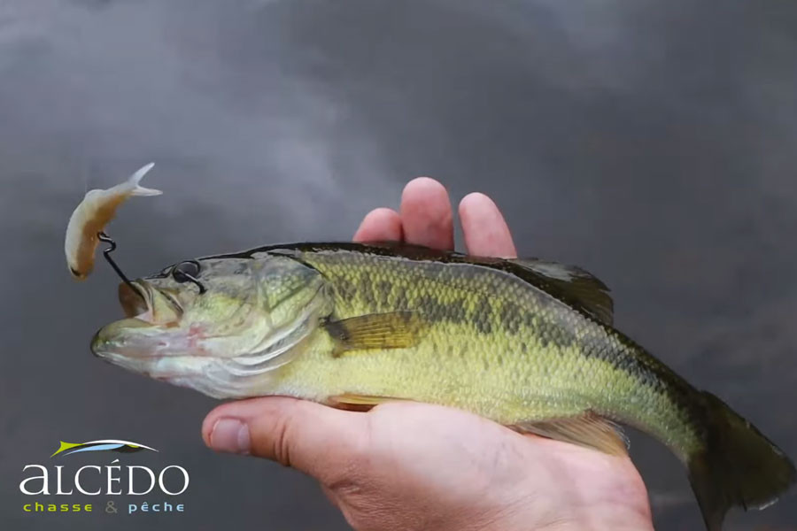 NOS TESTS - Sakura XPRAT