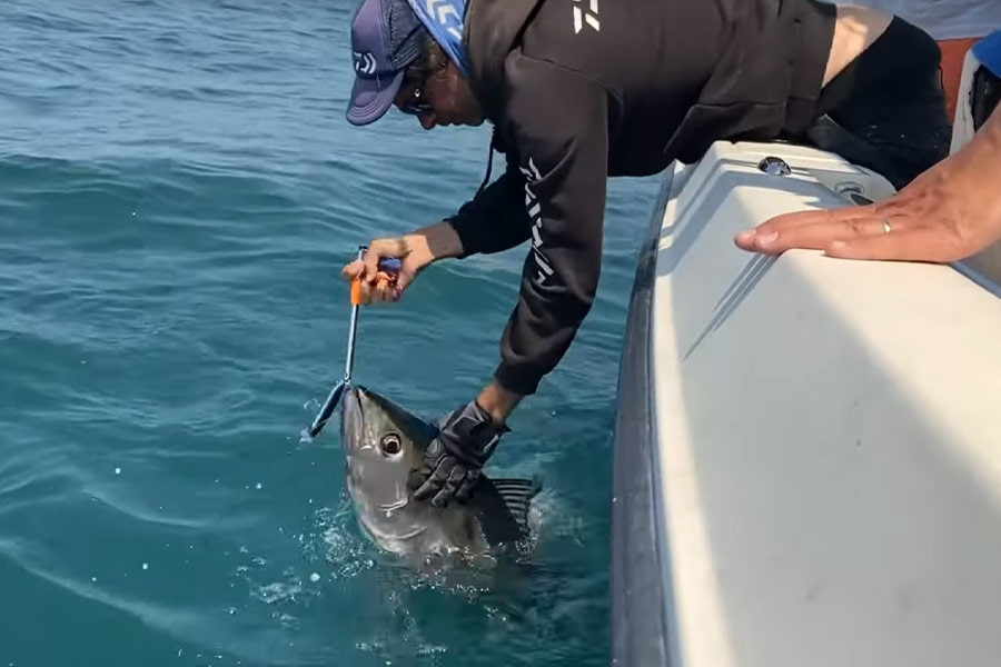 Pêche aux Thons 2025 : Pêche aux leurres au Pays basque