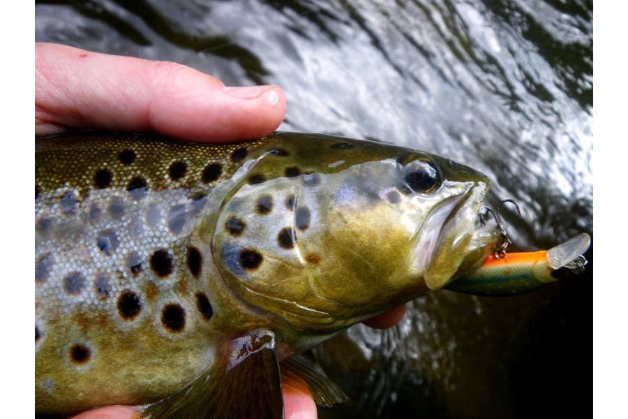 NOS CONSEILS - Le bon matériel pour la truite dans les petits milieux