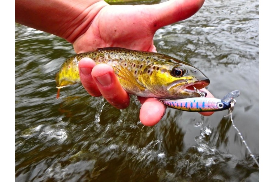 NOS CONSEILS - La pêche de la truite en petit ruisseau