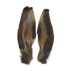 Oreilles de lièvre MDC
