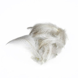 Flanc de colvert MDC